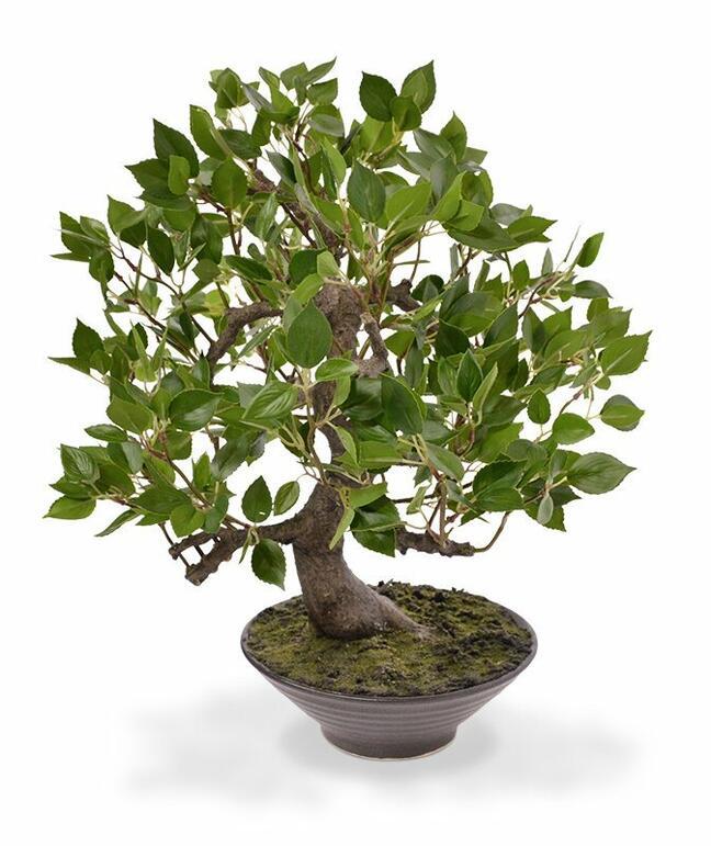 Bonsai artificiale Fikus Wiandi 45 cm