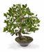 Bonsai artificiale Fikus Wiandi 45 cm