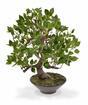 Bonsai artificiale Fikus Wiandi 45 cm