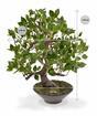 Bonsai artificiale Fikus Wiandi 45 cm