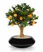 Bonsai artificiale Limone arancione 65 cm