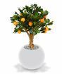 Bonsai artificiale Limone arancione 65 cm