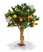 Bonsai artificiale Limone arancione 65 cm