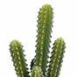 Cactus artificiale 52 cm