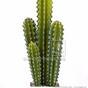 Cactus artificiale San Pedro 55 cm