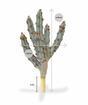 Cactus artificiale Tetragonus Brown 35 cm