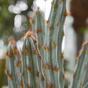 Cactus artificiale Tetragonus Brown 35 cm