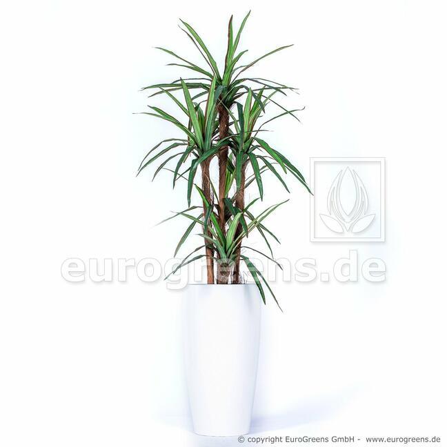 Dracena artificiale rivestita con 140 cm