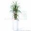 Dracena artificiale rivestita con 140 cm