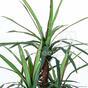 Dracena artificiale rivestita con 140 cm