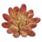 Echeveria succulenta artificiale 10 cm