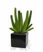 Euphorbia cactus artificiale 20 cm