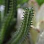 Euphorbia cactus artificiale 20 cm