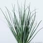 Fascio d'erba per scanalature artificiali Canna comune 55 cm