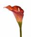 Fiore artificiale Calla arancione 55 cm