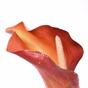 Fiore artificiale Calla arancione 55 cm
