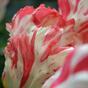 Fiore artificiale Tulipano rosso-bianco 70 cm