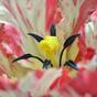 Fiore artificiale Tulipano rosso-bianco 70 cm