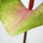 Foglia artificiale Anthurium rosa-verde 50 cm