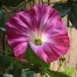 Ghirlanda artificiale Petunia rosa 180 cm