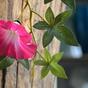 Ghirlanda artificiale Petunia rosa 180 cm