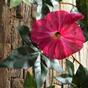 Ghirlanda artificiale Petunia rosa 180 cm