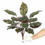 Kalatea pianta artificiale 50 cm