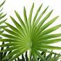 Livistona mini palma artificiale 100 cm