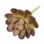 Loto succulento artificiale Graptopetalum 9,5 cm