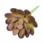 Loto succulento artificiale Graptopetalum 9,5 cm