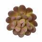 Loto succulento artificiale Graptopetalum 9,5 cm