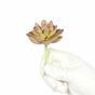 Loto succulento artificiale Graptopetalum 9,5 cm