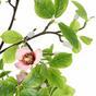 Magnolia artificiale verde chiaro 150 cm