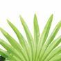 Palma artificiale Livistona mini 160 cm