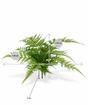 Pianta artificiale Ala 30 cm