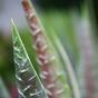 Pianta artificiale Aloe Vera 30 cm