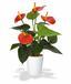 Pianta artificiale Anthurium rosso 40 cm
