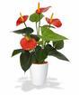 Pianta artificiale Anthurium rosso 40 cm