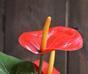 Pianta artificiale Anthurium rosso 40 cm