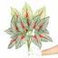 Pianta artificiale Calladium multicolore 50 cm