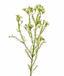 Pianta artificiale Chamelaucium uncinatum 65 cm