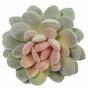 Pianta artificiale Echeveria velluto 9,5 cm