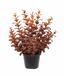 Pianta artificiale Eucalipto rosso bordeaux 30 cm