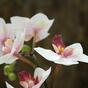 Pianta artificiale Orchidea rosa 50 cm
