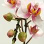 Pianta artificiale Orchidea rosa 50 cm