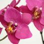Pianta artificiale Orchidea viola 80 cm