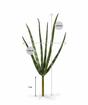 Pianta artificiale Svokrine lingue 20 cm