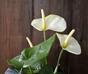 Pianta di anthurium artificiale bianco 40 cm