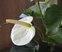 Pianta di anthurium artificiale bianco 40 cm