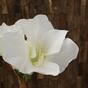 Ramo artificiale Amaryllis bianco 55 cm